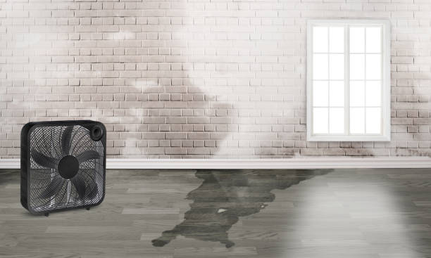 Best Mold removal after water damage  in Port Chester, NY